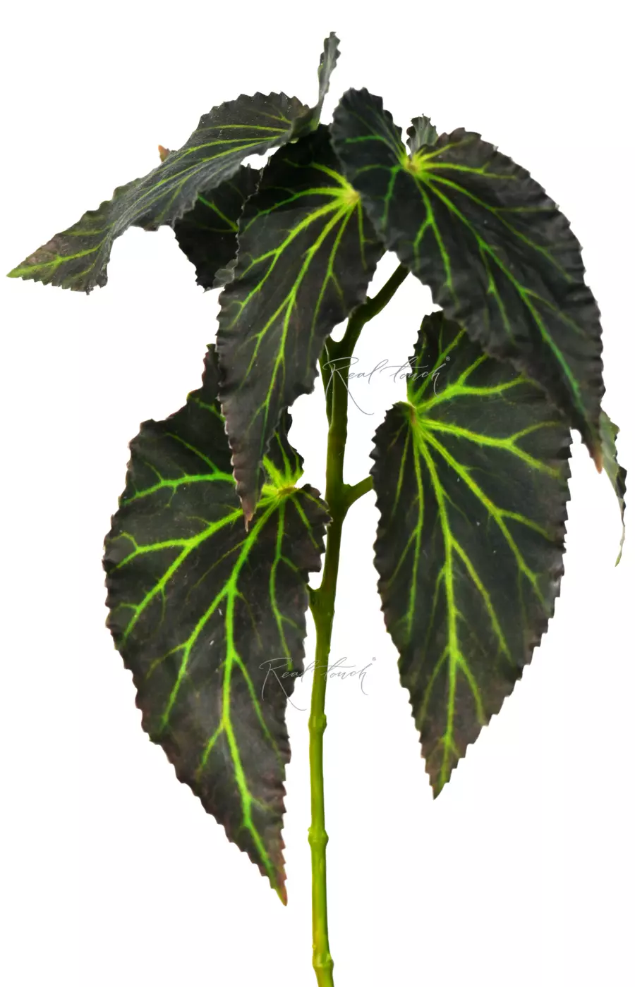 Ветка бегонии Хлоронеура 47см - Зеленый Ветка бегонии Хлоронеура 47см - Зеленый