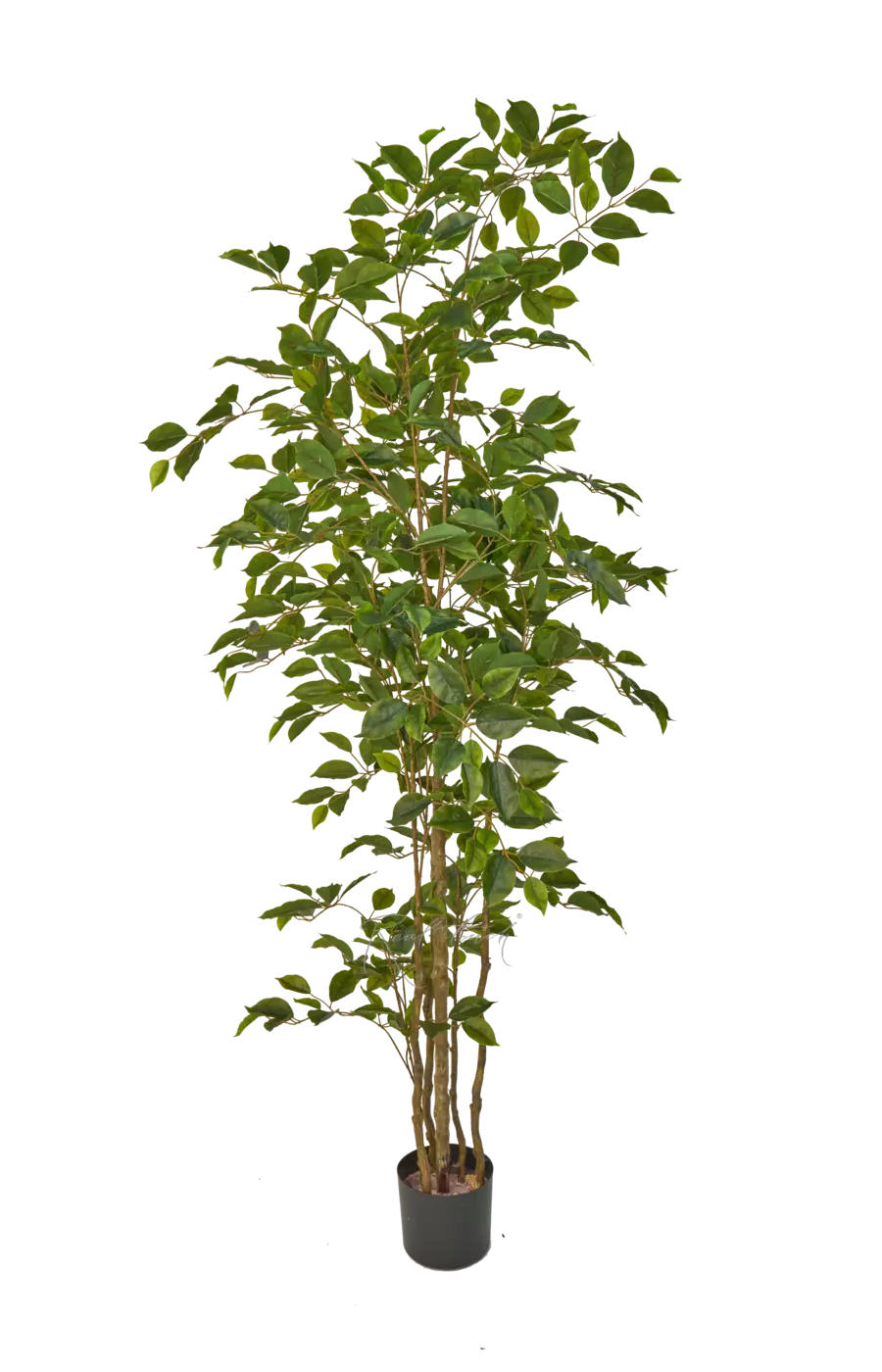 Фикус Бенджамина Наоми 180см - Зеленый Фикус Бенджамина Наоми 180см - Зеленый