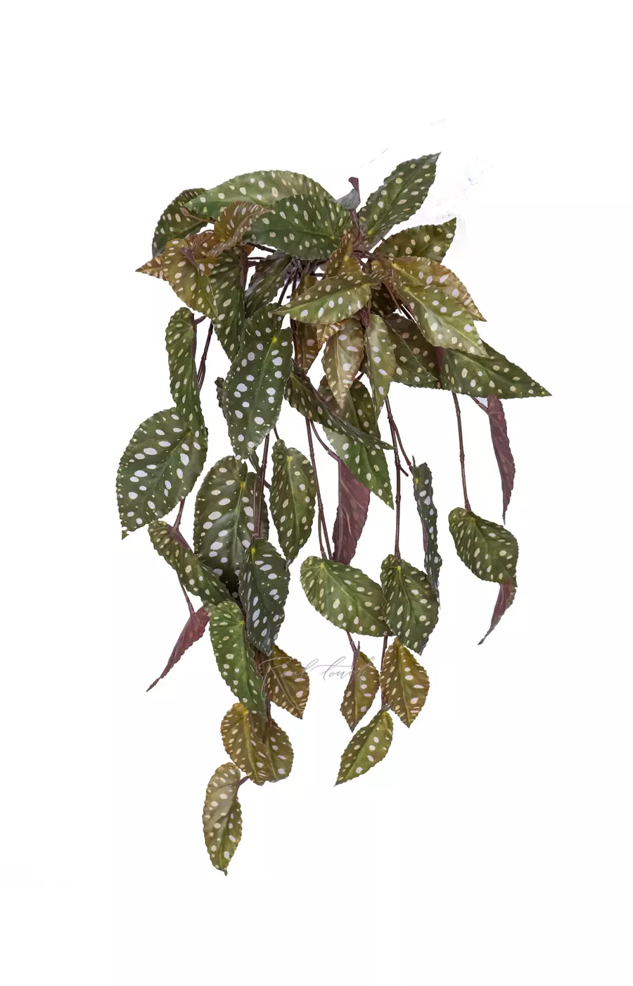 Бегония Макулата ампельная - Зеленый Бегония Макулата ампельная - Зеленый