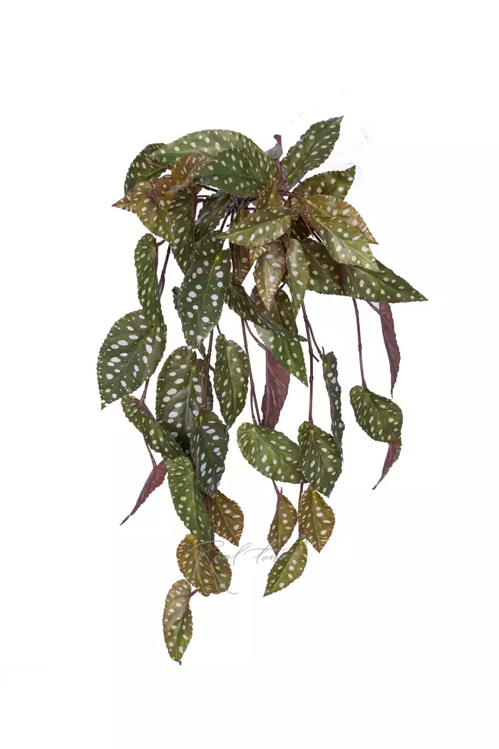 Бегония Макулата ампельная - Зеленый