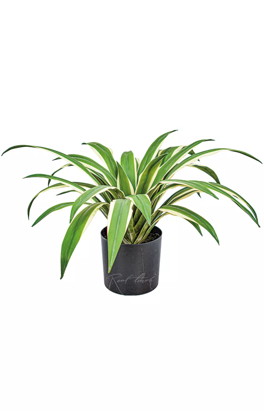 Юкка глариоза из 32 листьев в кашпо (40см) - Зеленый Юкка глариоза из 32 листьев в кашпо (40см) - Зеленый