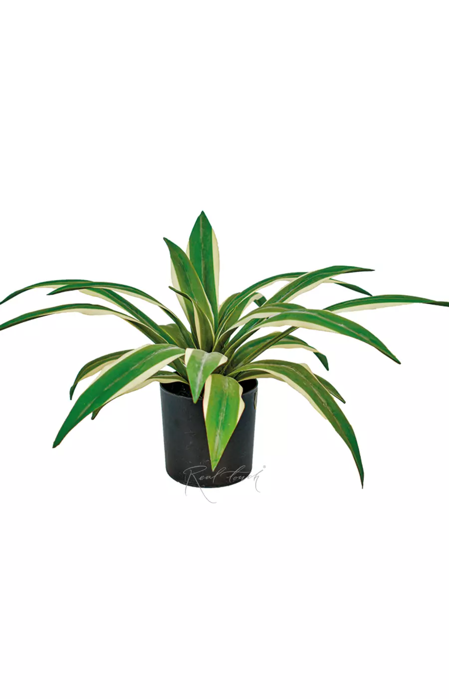 Юкка глариоза из 23 листов в кашпо (34см) - Зеленый Юкка глариоза из 23 листов в кашпо (34см) - Зеленый