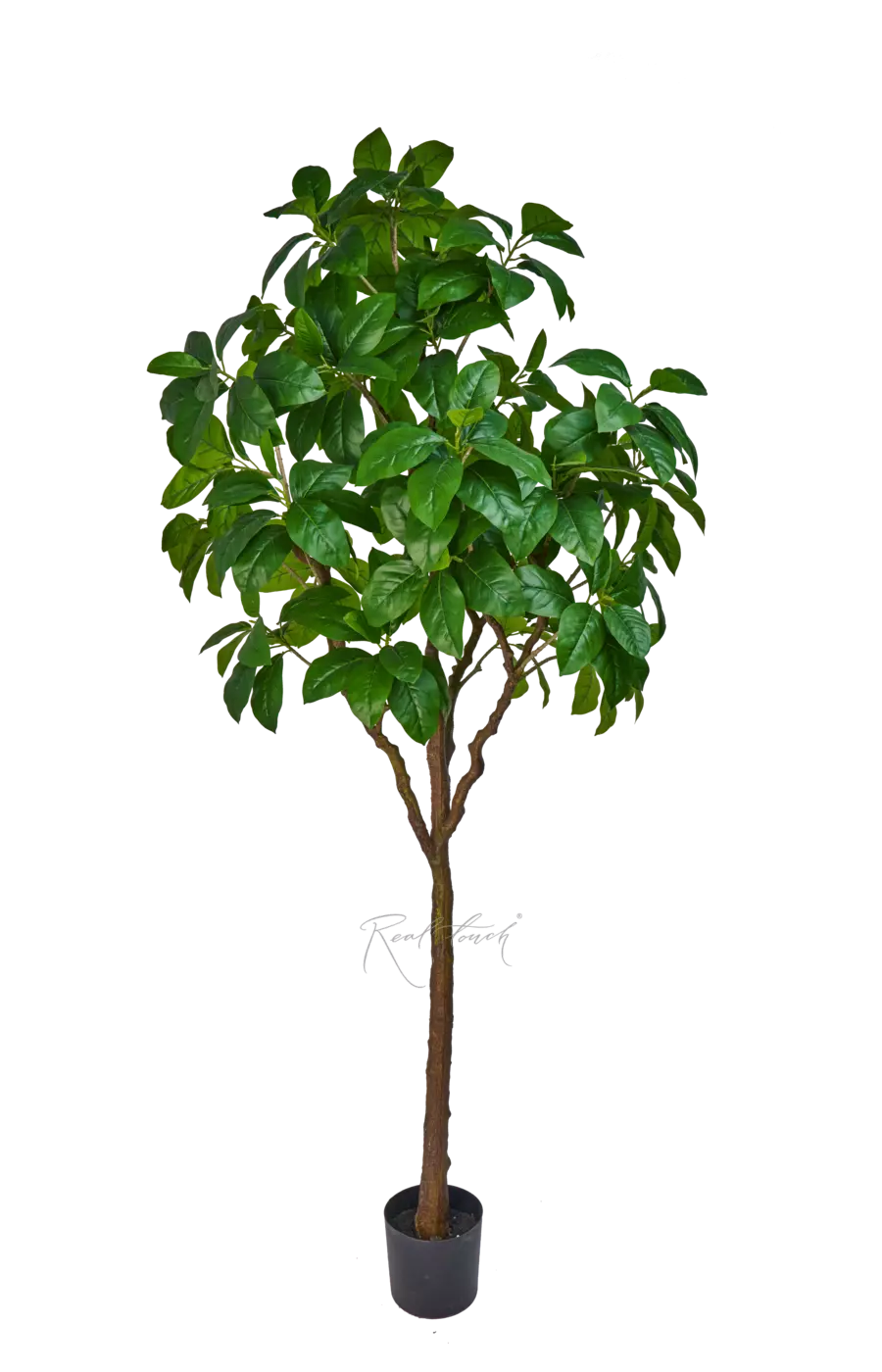 Фикус в кашпо 240см - Зеленый