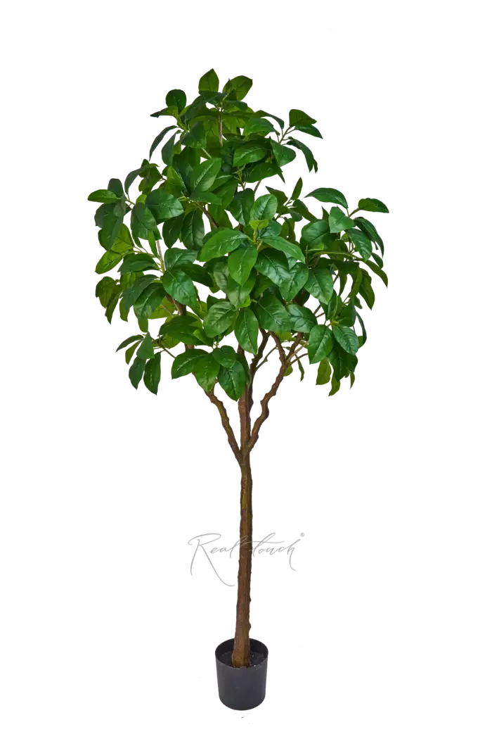 Фикус в кашпо 240см - Зеленый