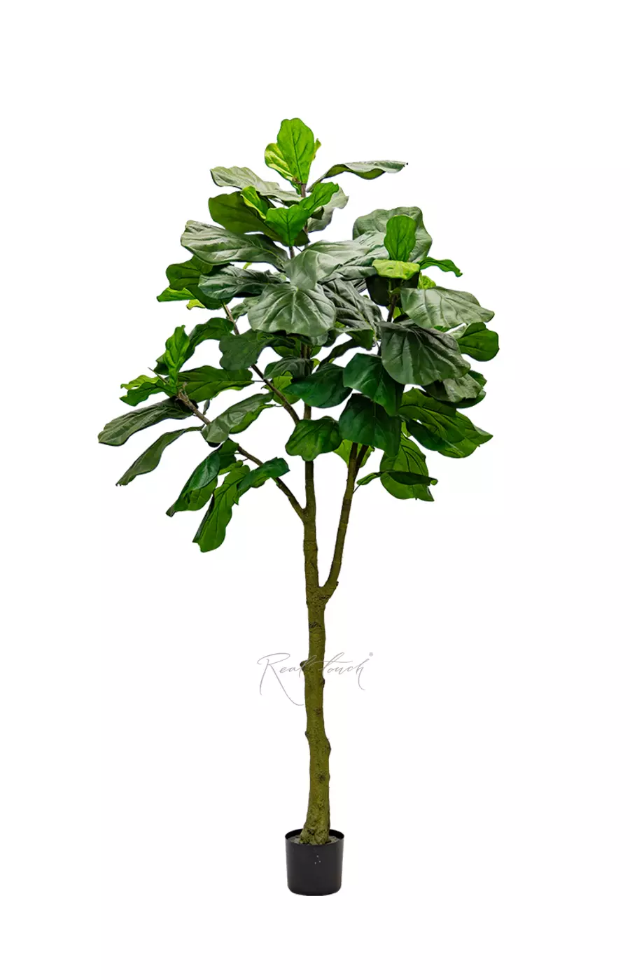 Фикус Лирата Columnaris 240см - Зеленый