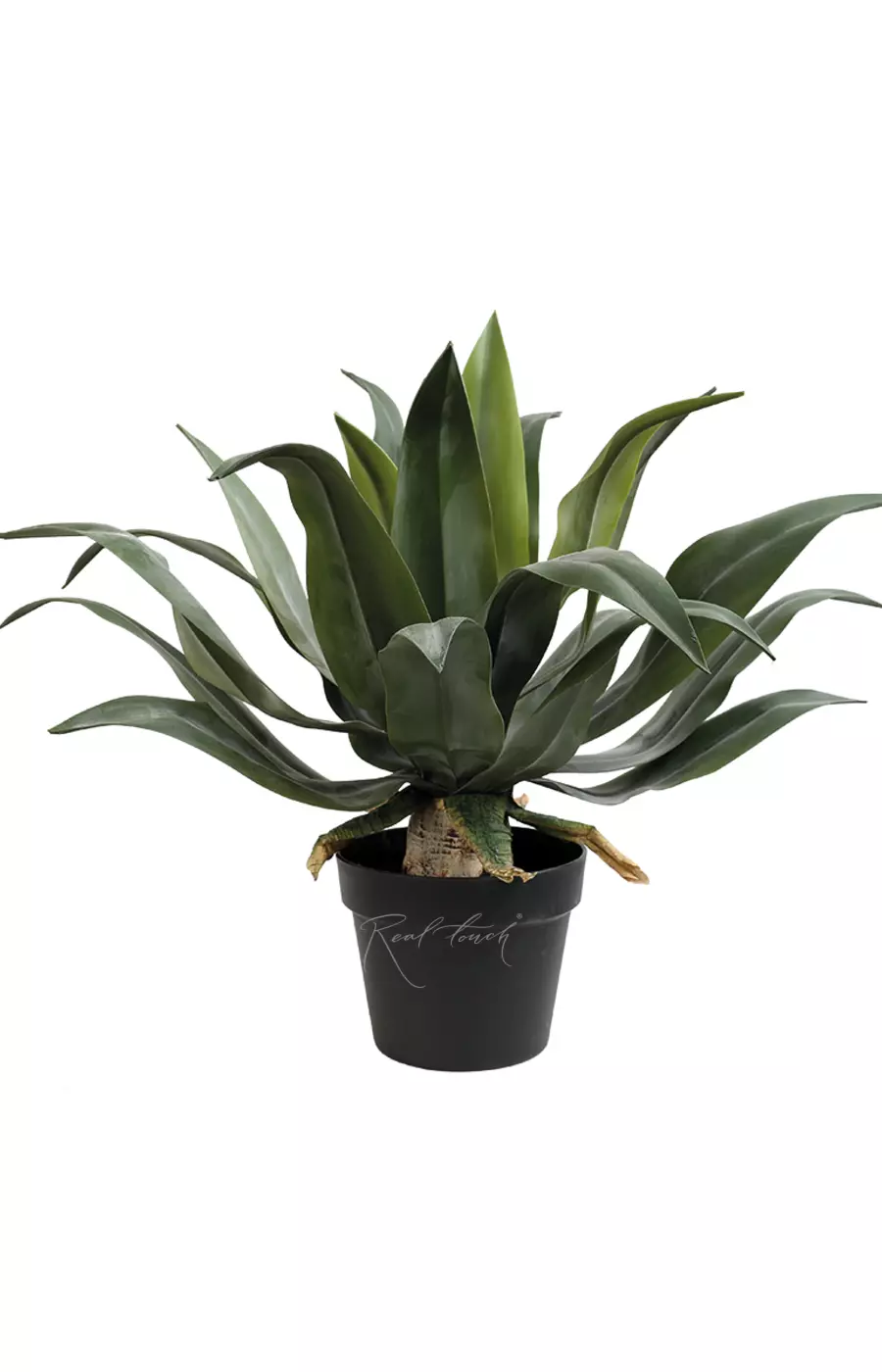 Агава аттенуата с напылением в кашпо 53см - Зеленый