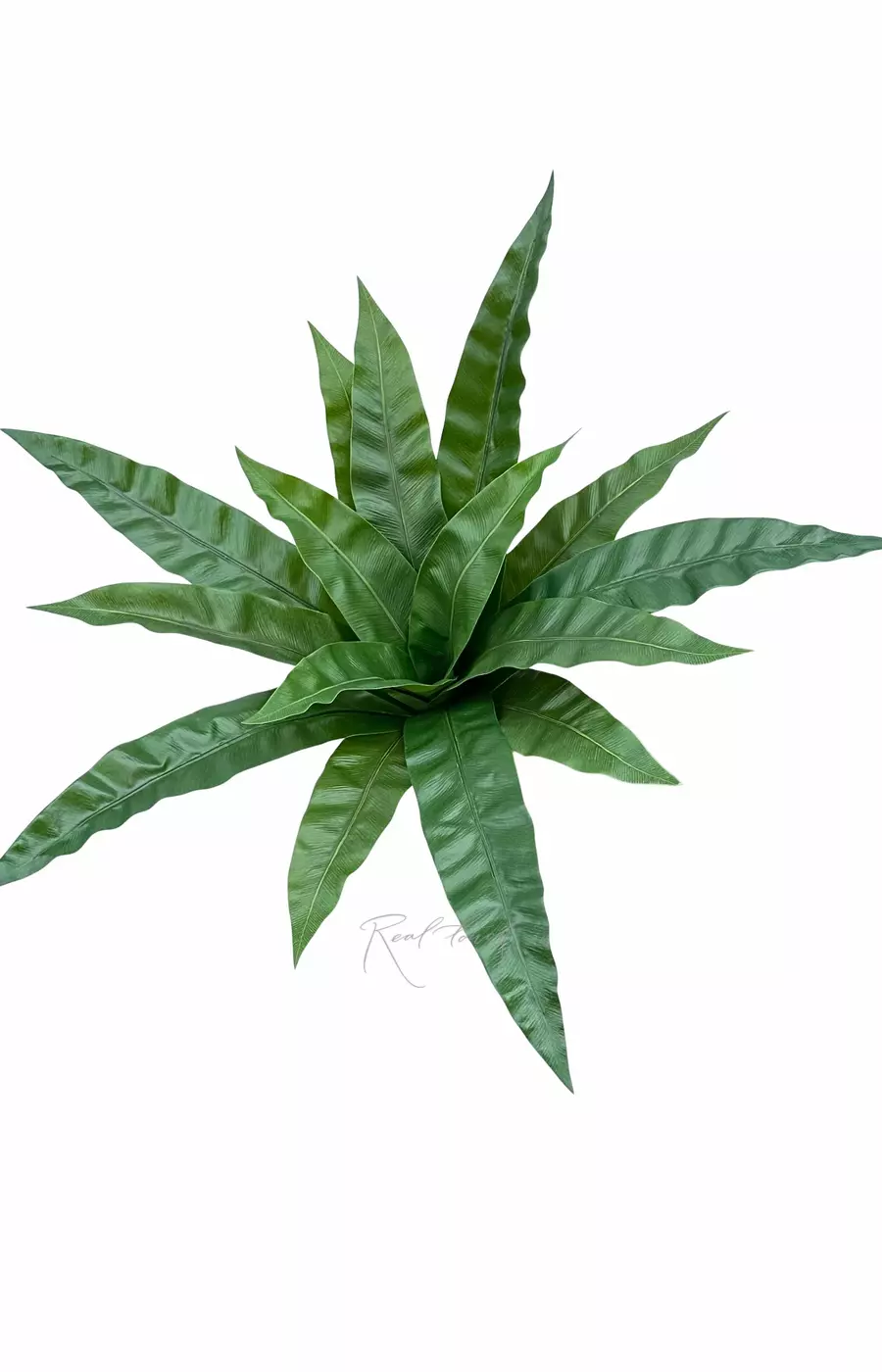 Асплениум куст из 15 листьев большой - Зеленый