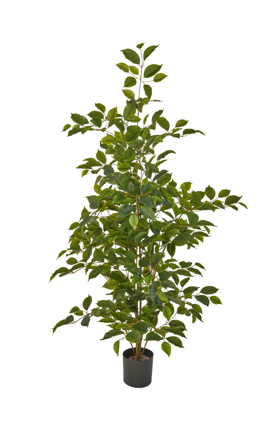 Фикус Бенджамина Наоми 120см - Зеленый Фикус Бенджамина Наоми 120см - Зеленый