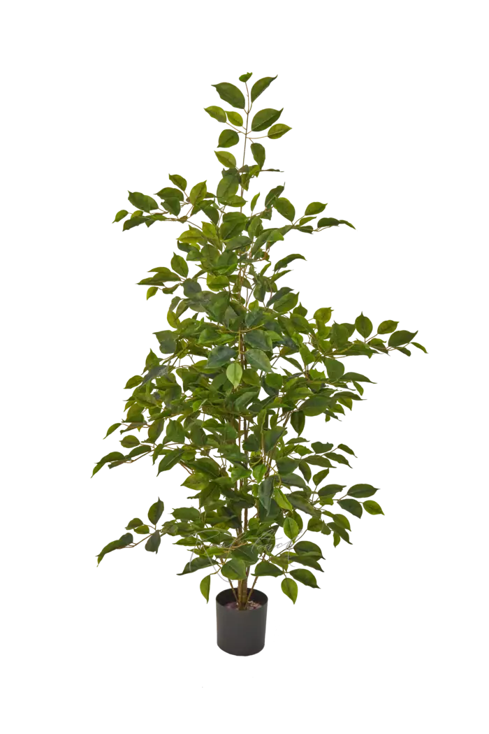 Фикус Бенджамина Наоми 120см - Зеленый