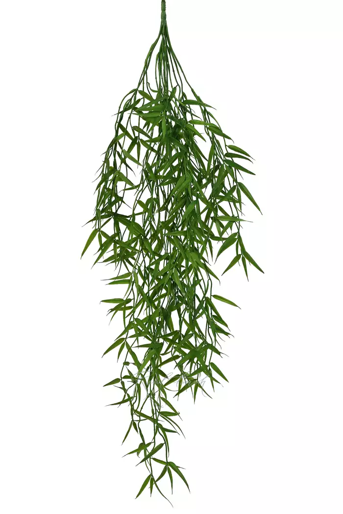 Бамбук ампельный - Зеленый