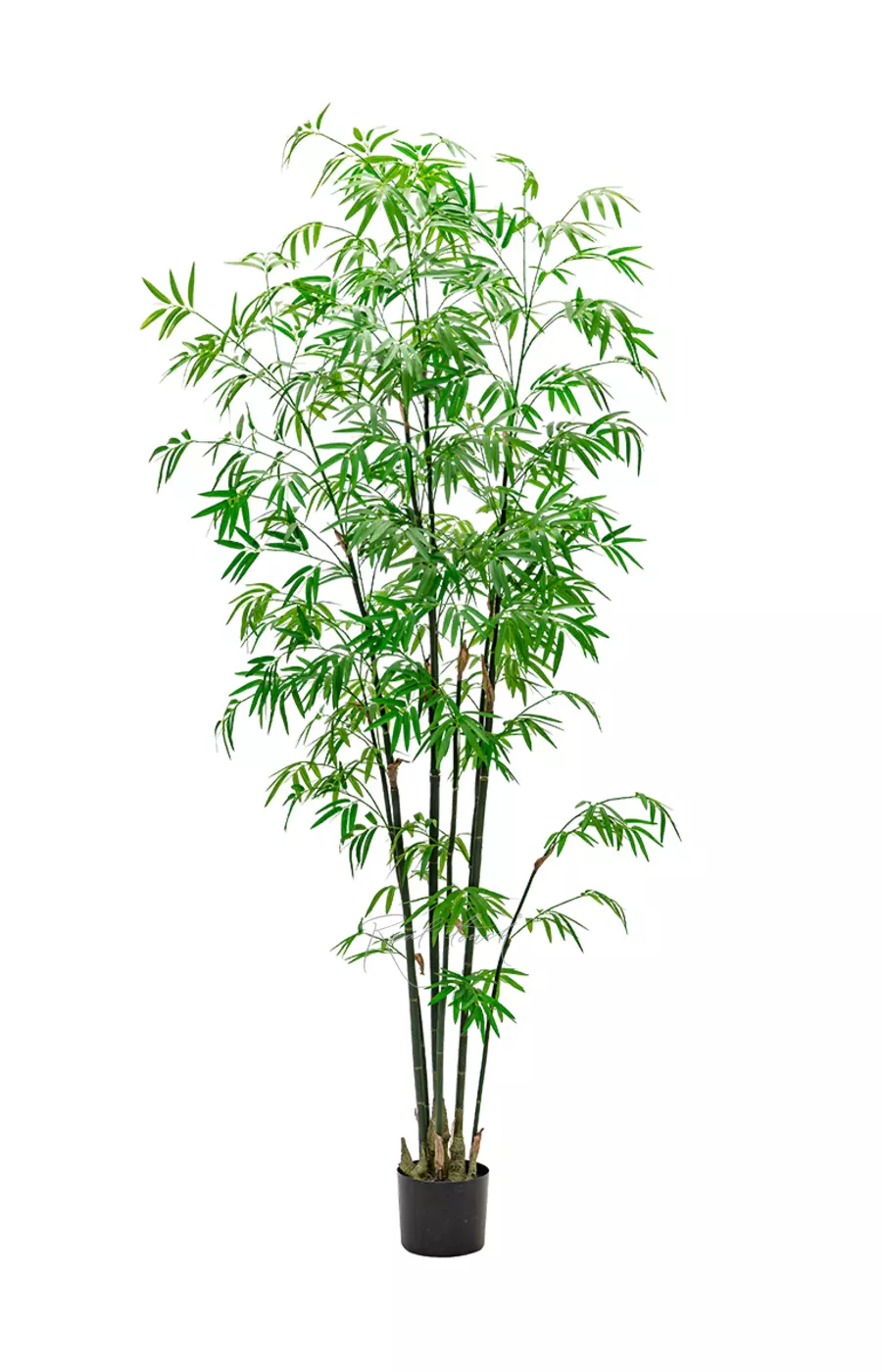 Бамбук (Листоколосник бамбуковый) 210см - Зеленый