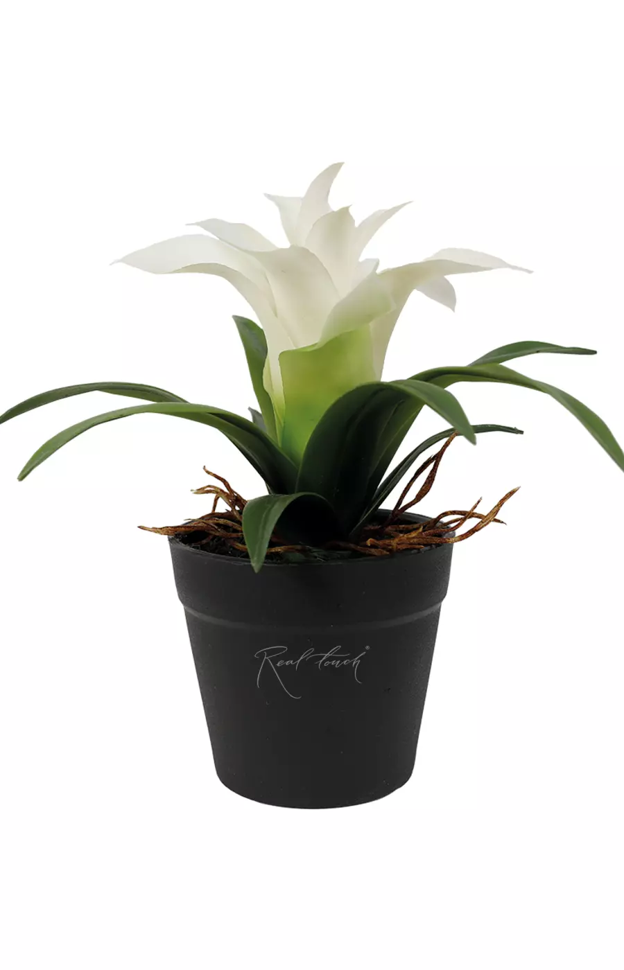 Гузмания малая в кашпо (17см) - Белый Гузмания малая в кашпо (17см) - Белый