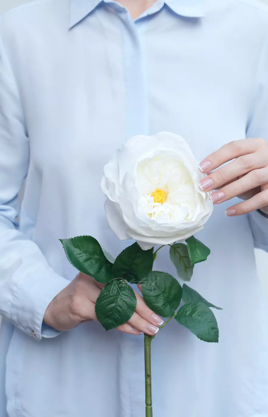 Роза Дэвида Остина Пилигрим средняя - Белый