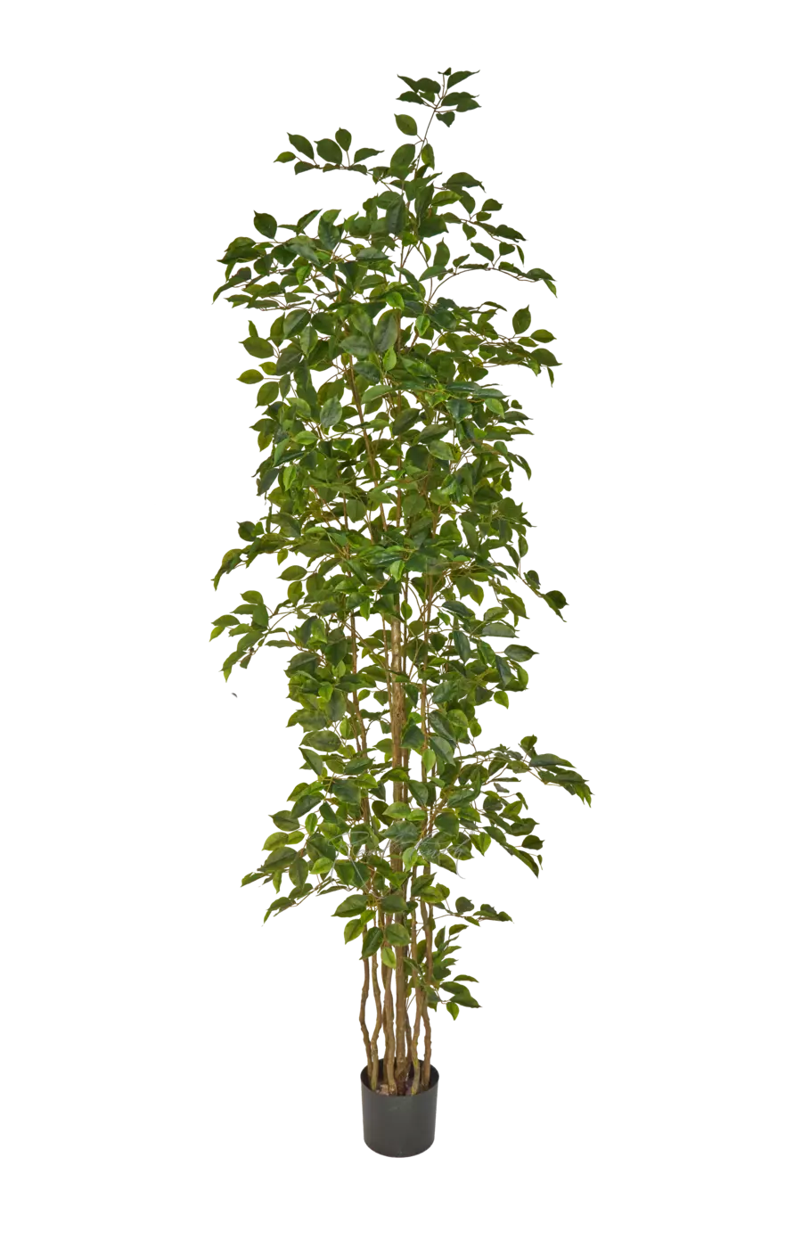 Фикус Бенджамина Наоми 240см - Зеленый Фикус Бенджамина Наоми 240см - Зеленый