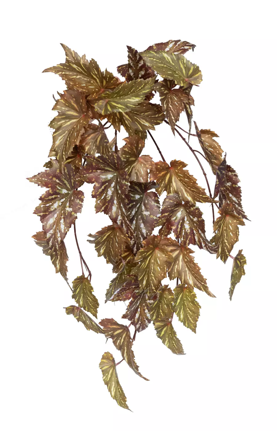 Бегония Макулата ампельная - Зелено-коричневый