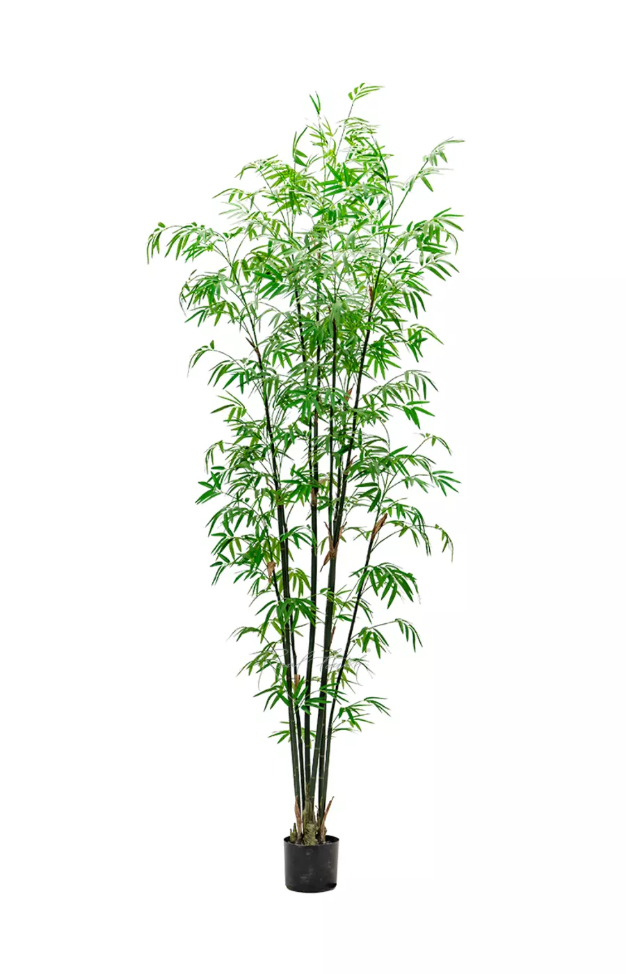 Бамбук (Листоколосник бамбуковый) 240см - Зеленый