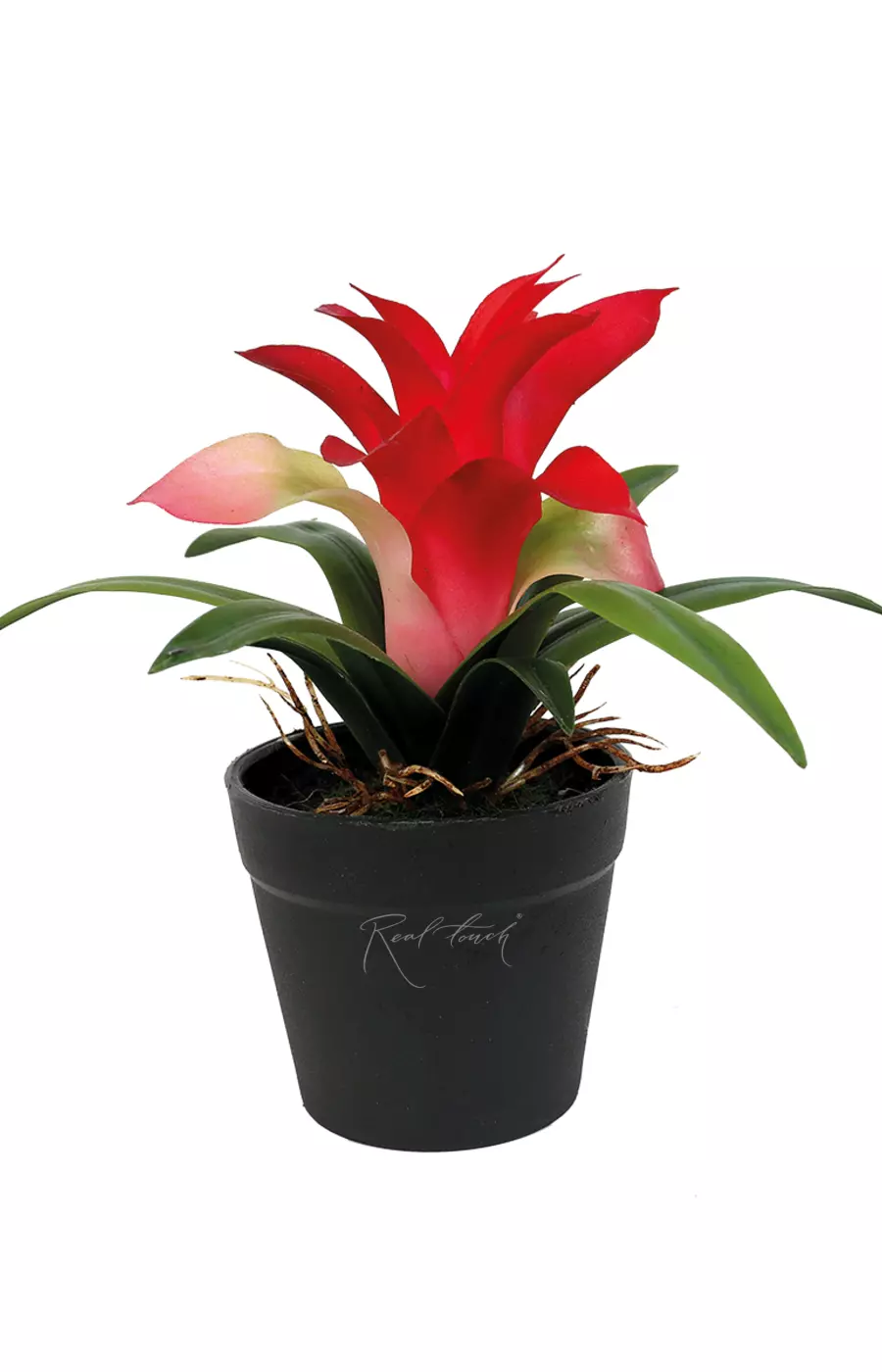 Гузмания малая в кашпо (17см) - Красный Гузмания малая в кашпо (17см) - Красный