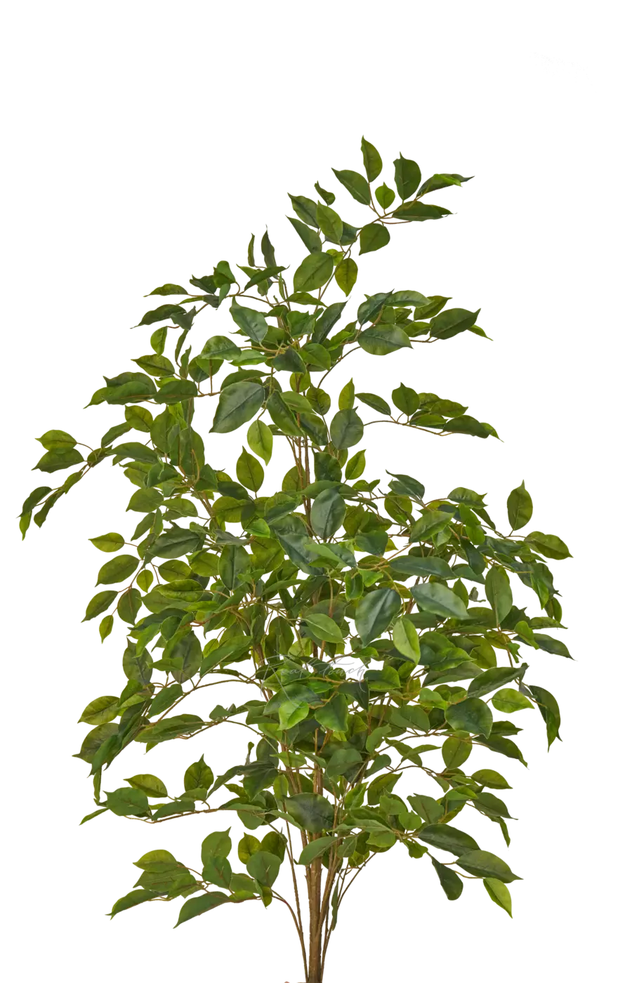 Фикус Бенджамина Наоми без кашпо 120см - Зеленый