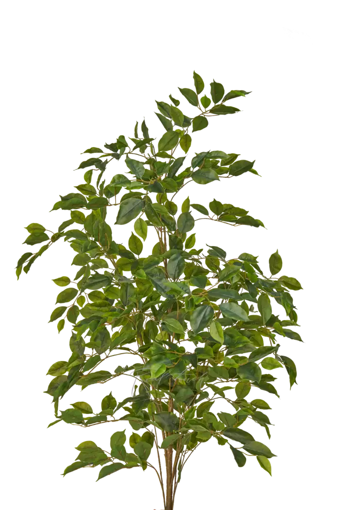 Фикус Бенджамина Наоми без кашпо 120см - Зеленый