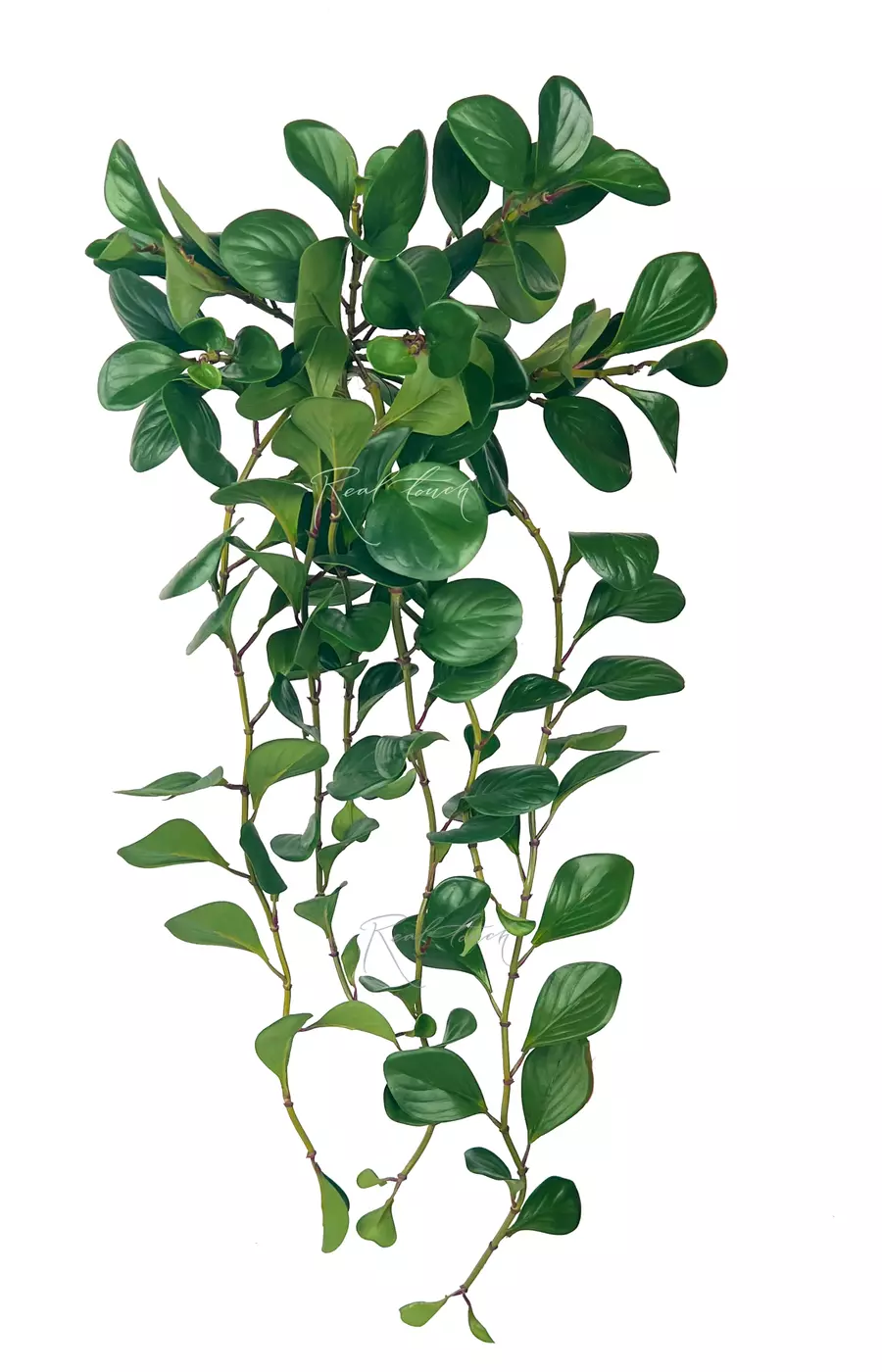 Пеперомия магнолиелистная - Зеленый