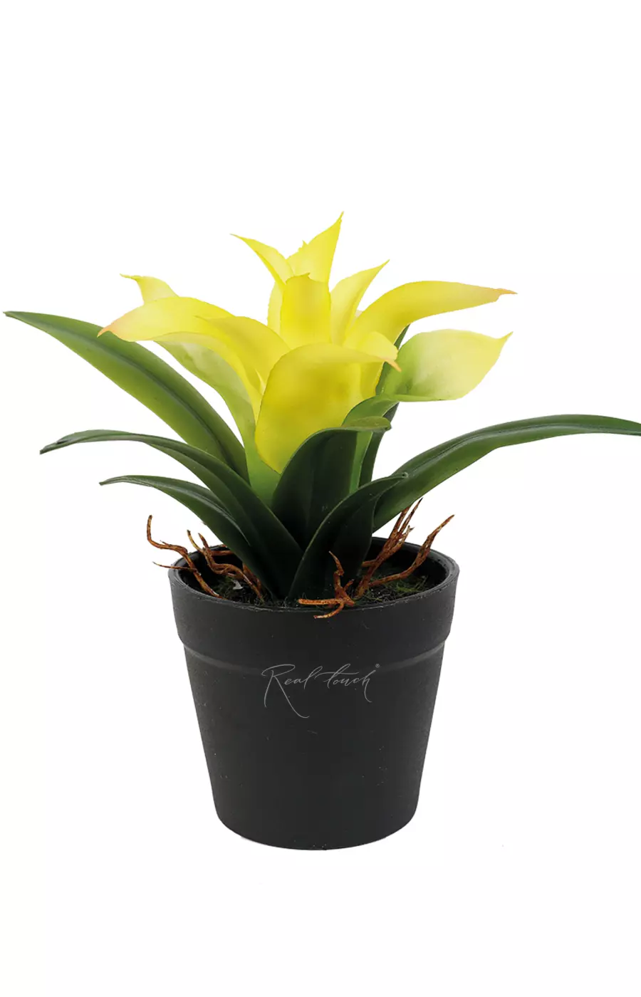 Гузмания малая в кашпо (17см) - Желтый Гузмания малая в кашпо (17см) - Желтый