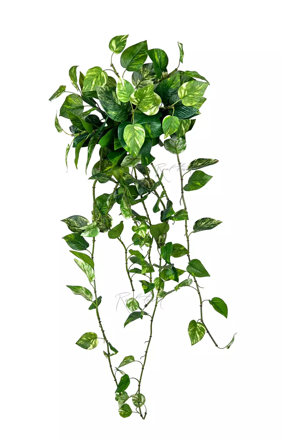 Эпипремнум Золотистый Premium куст 115см - Бело-зеленый