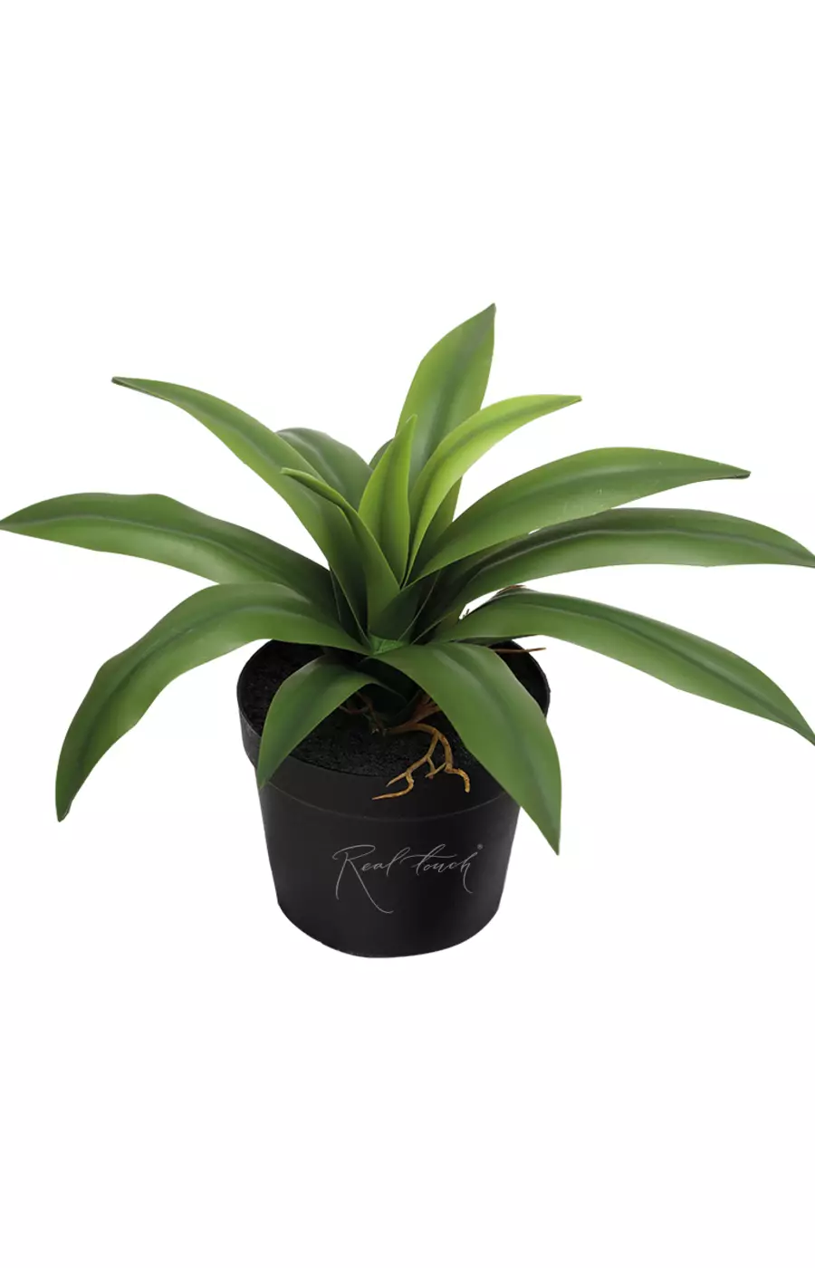 Агава десметиана мини в кашпо, 13 листьев - Зеленый