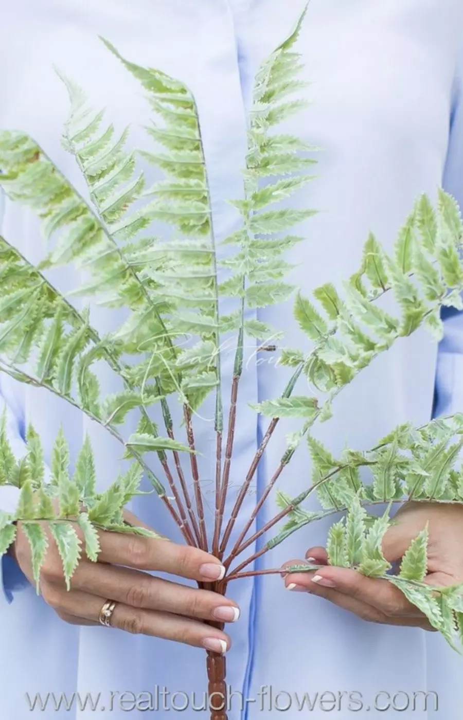 Вудвардия - Пыльно-зеленый