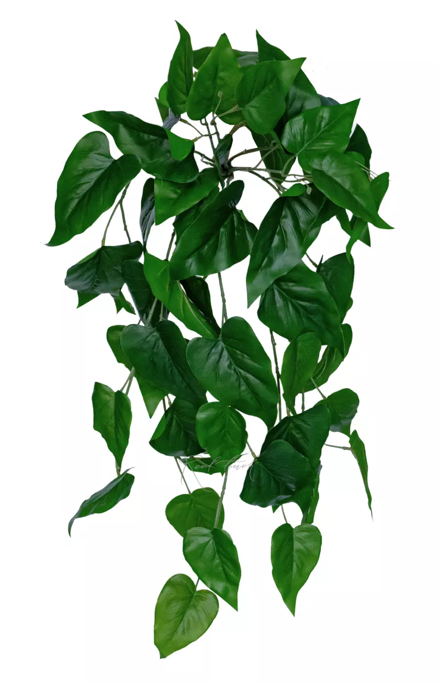 Потос куст 70см - Зеленый