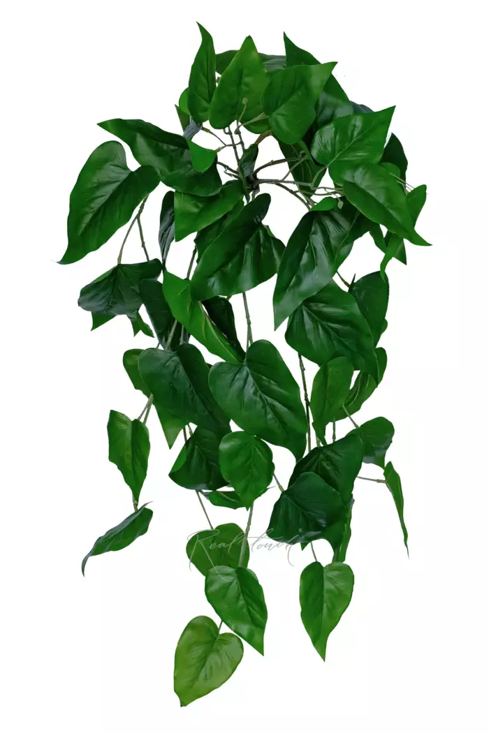 Потос куст 70см - Зеленый