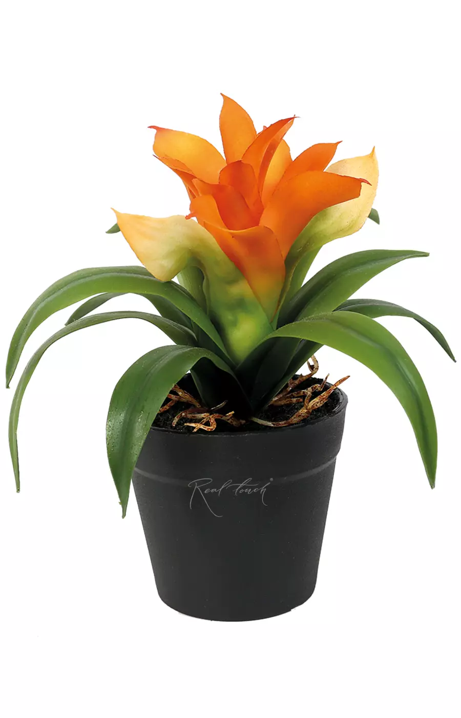 Гузмания малая в кашпо (17см) - Оранжевый Гузмания малая в кашпо (17см) - Оранжевый