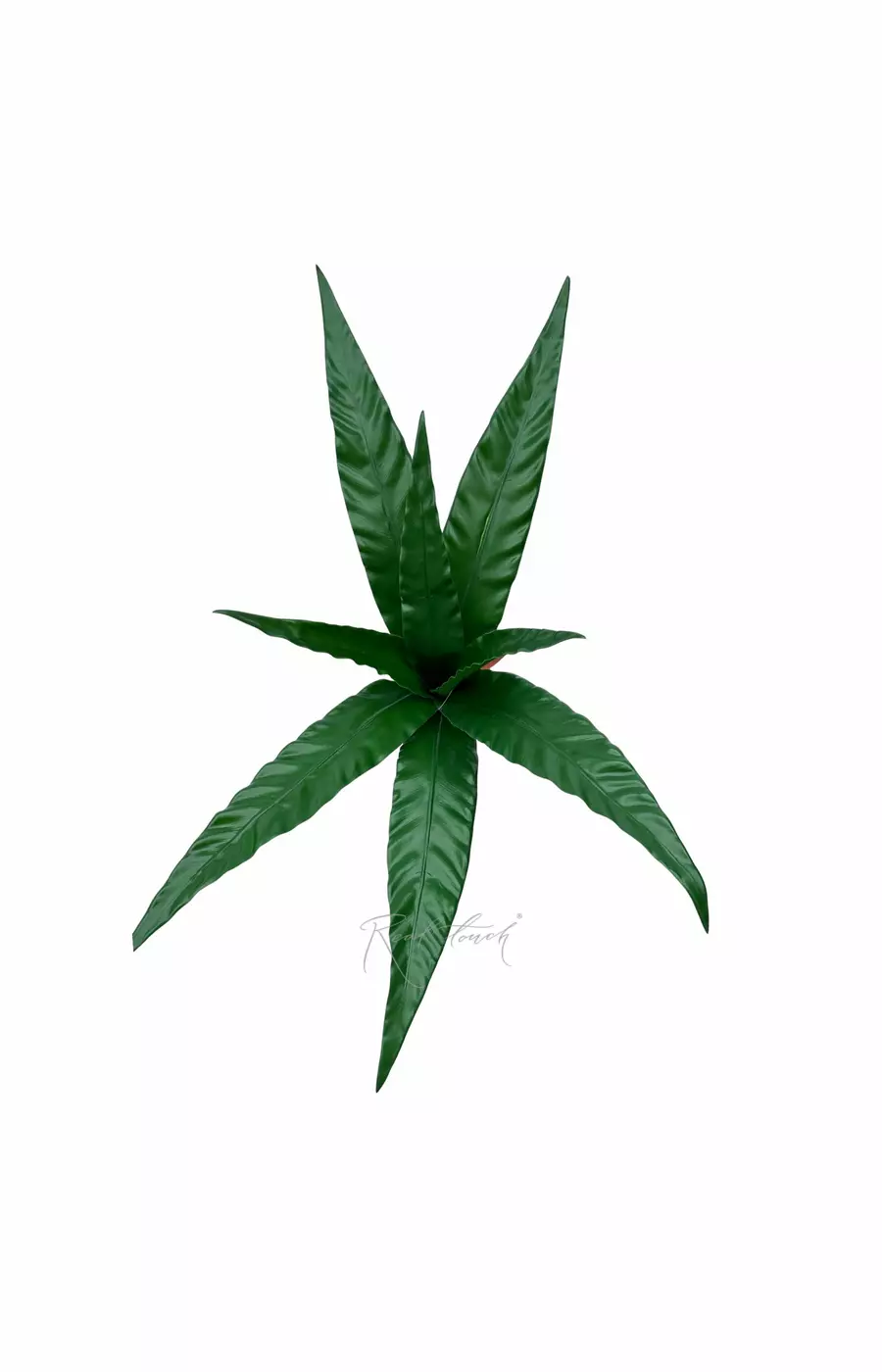 Асплениум куст 8 листьев малый - Зеленый