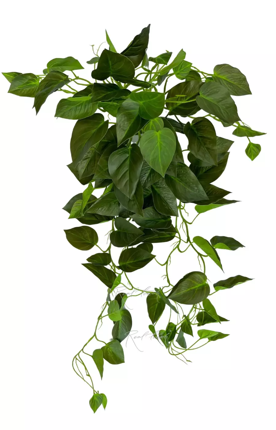 Сциндапсус Жаде - Зеленый