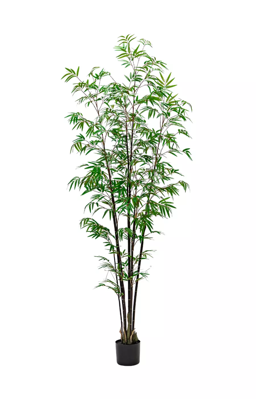 Бамбук (Листоколосник бамбуковый) 210см - Темно-зеленый