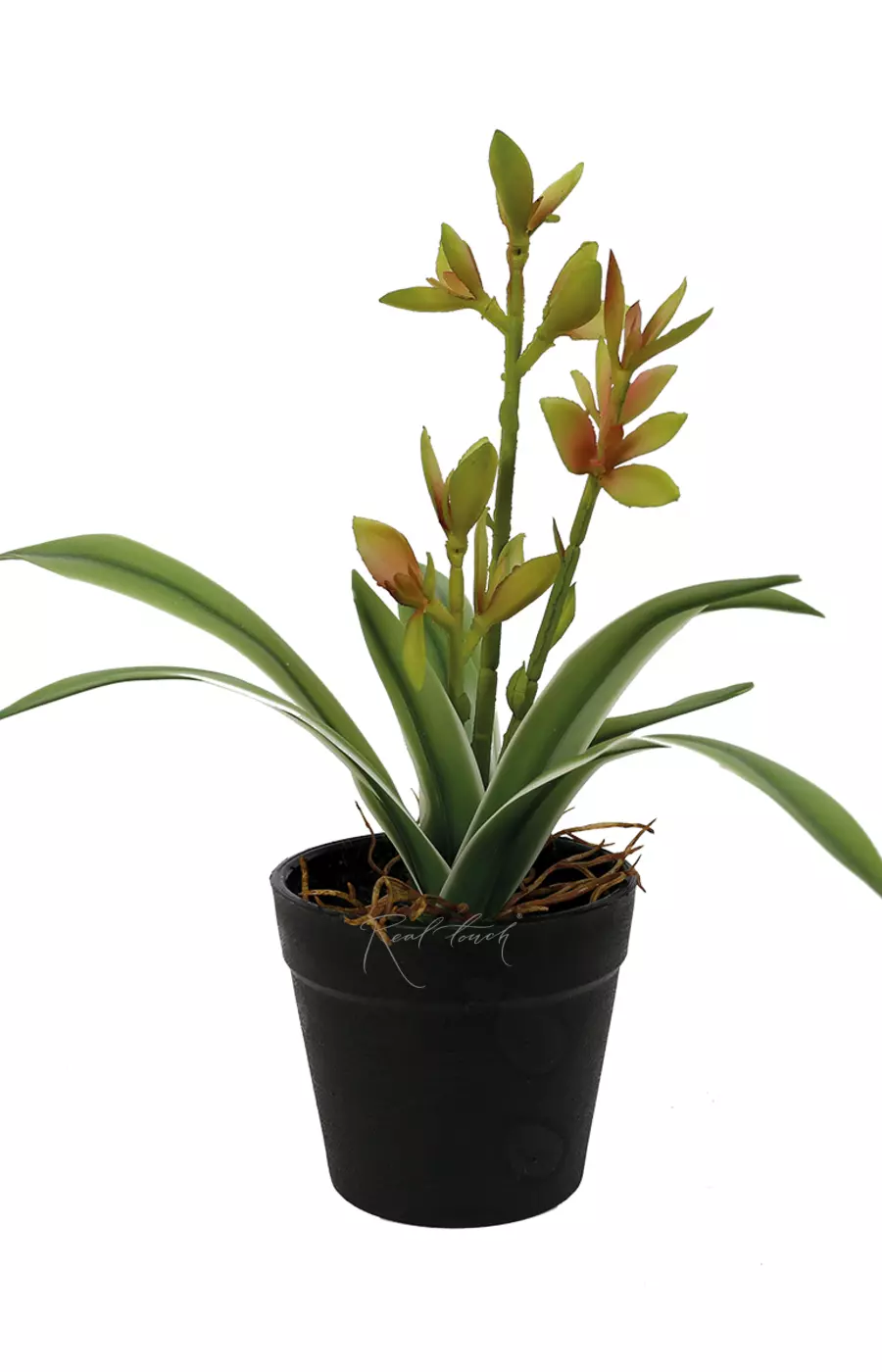 Куст юкки малыш с ростками в кашпо (24см) - Зелено-желтый Куст юкки малыш с ростками в кашпо (24см) - Зелено-желтый