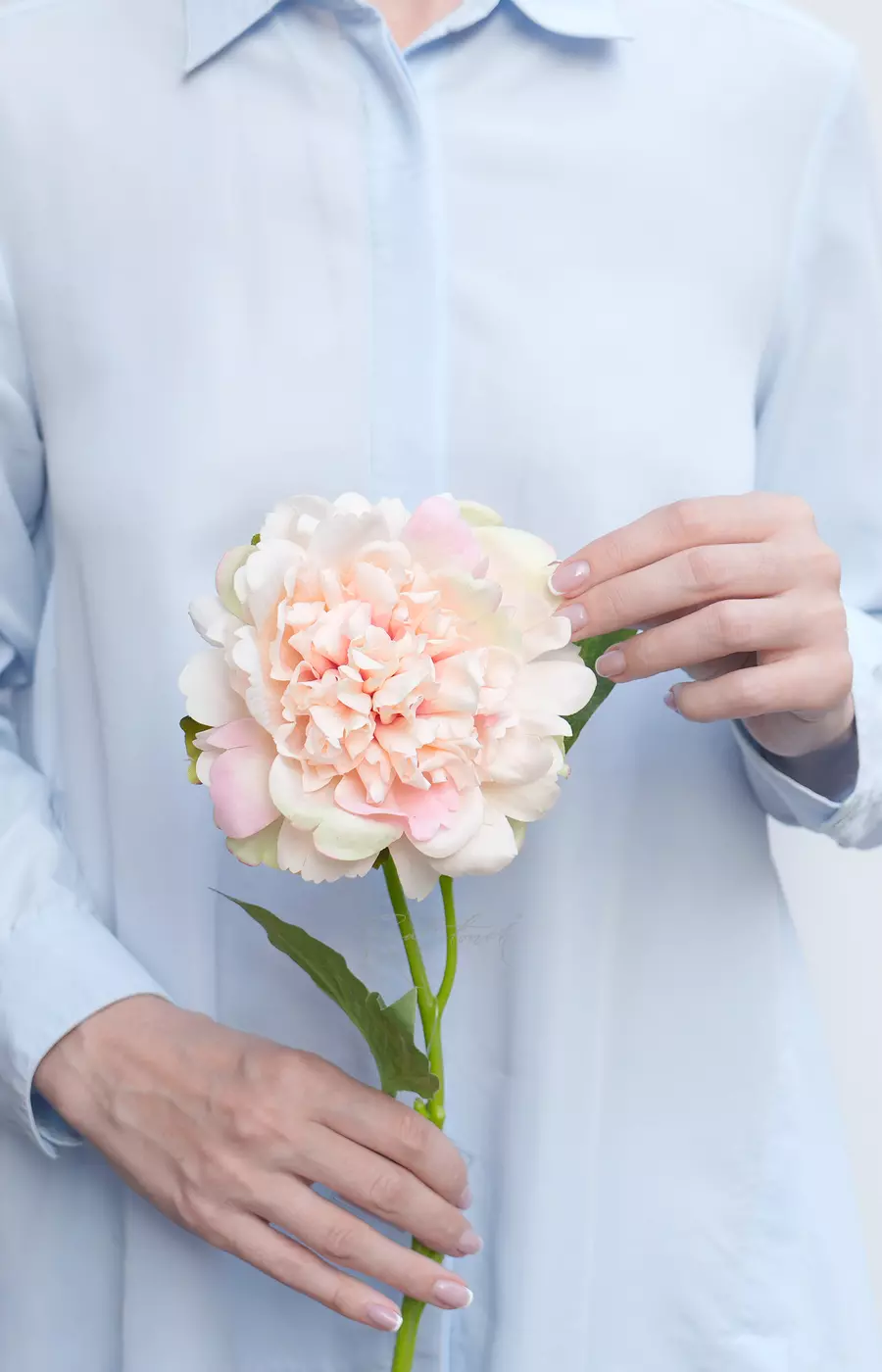 Пион Махровый - Персиковый