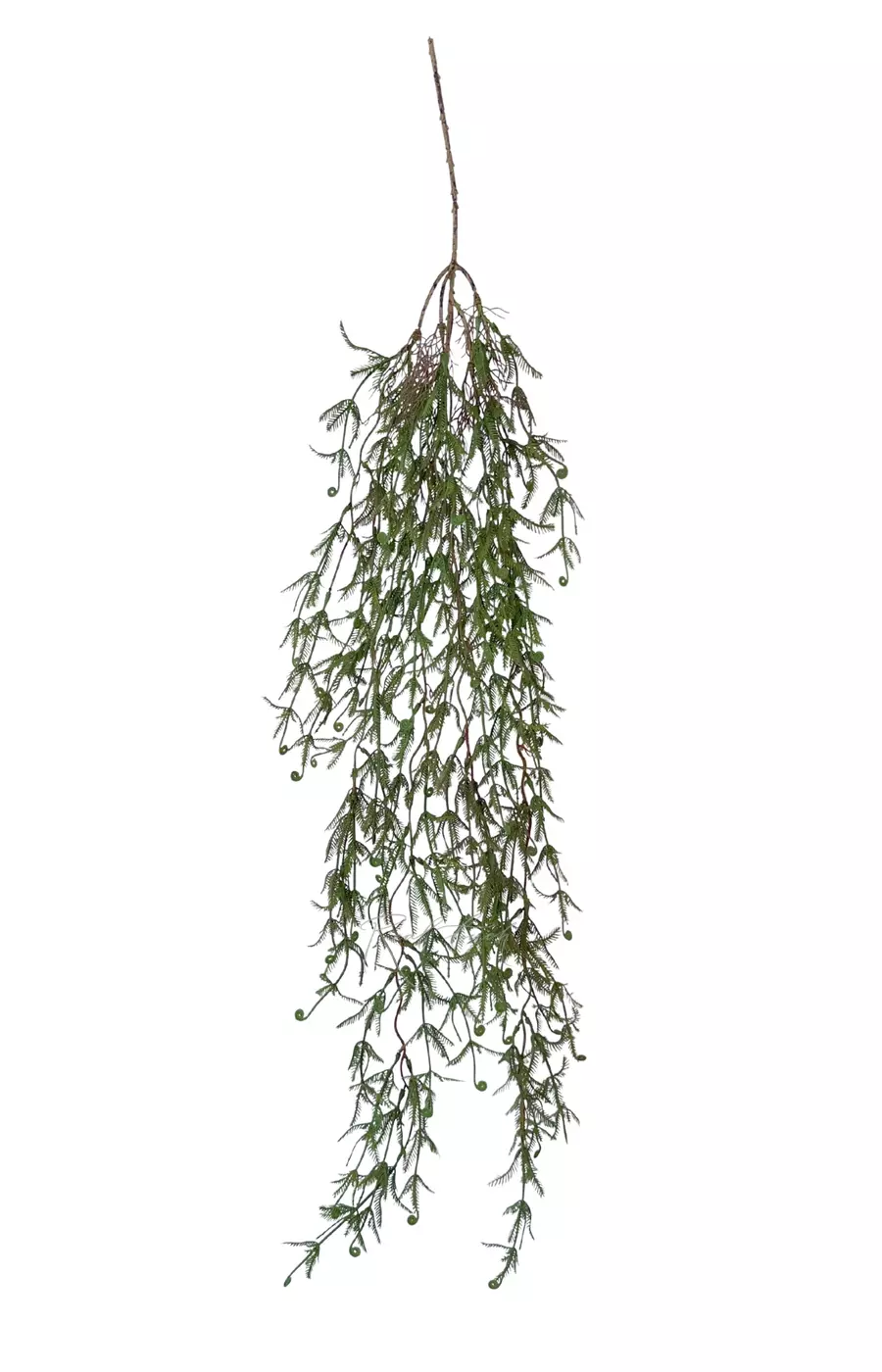 Аспарагус серповидный 110 см - Зелено-красный