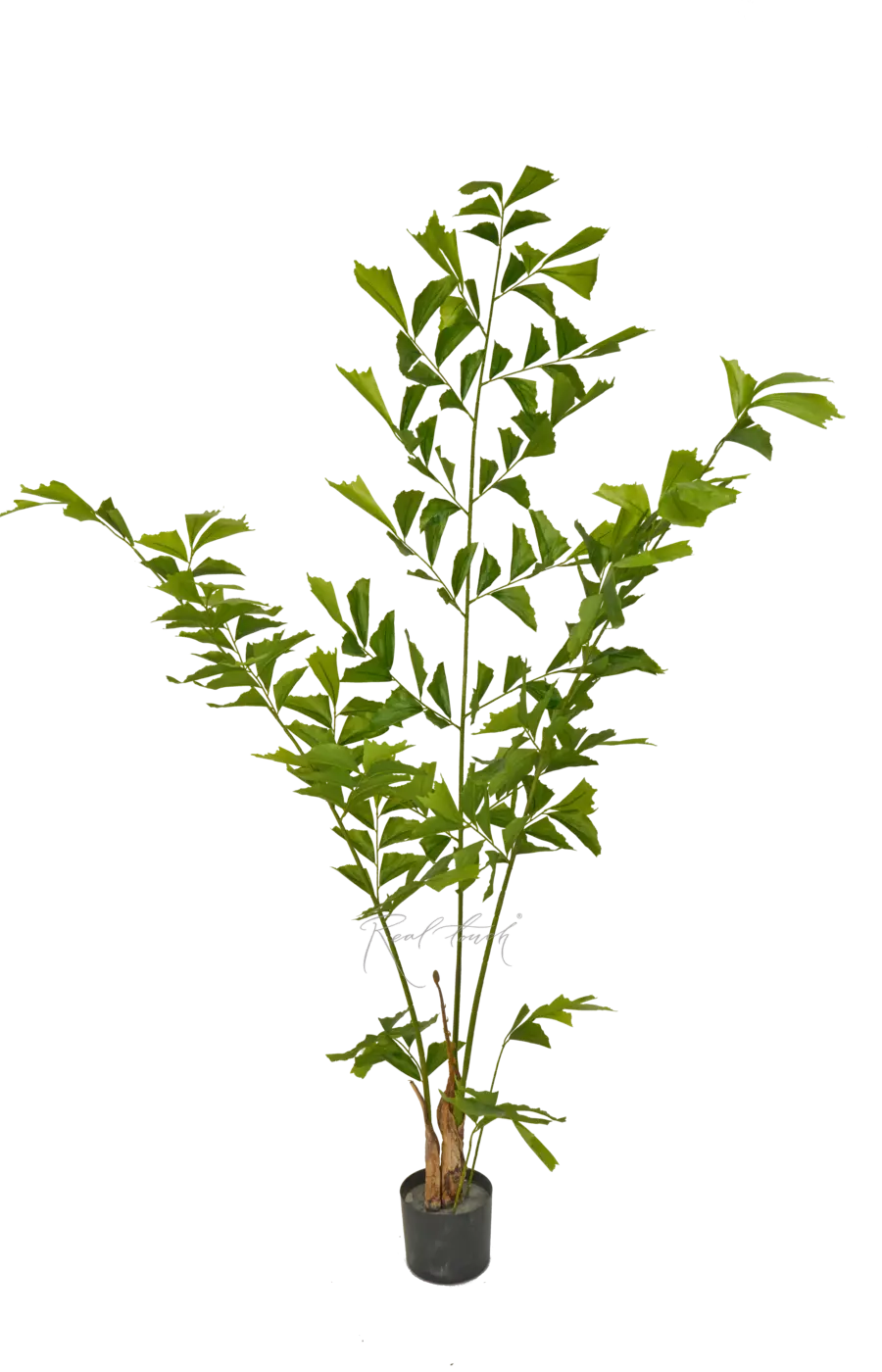 Пальма Кариота 200см - Зеленый