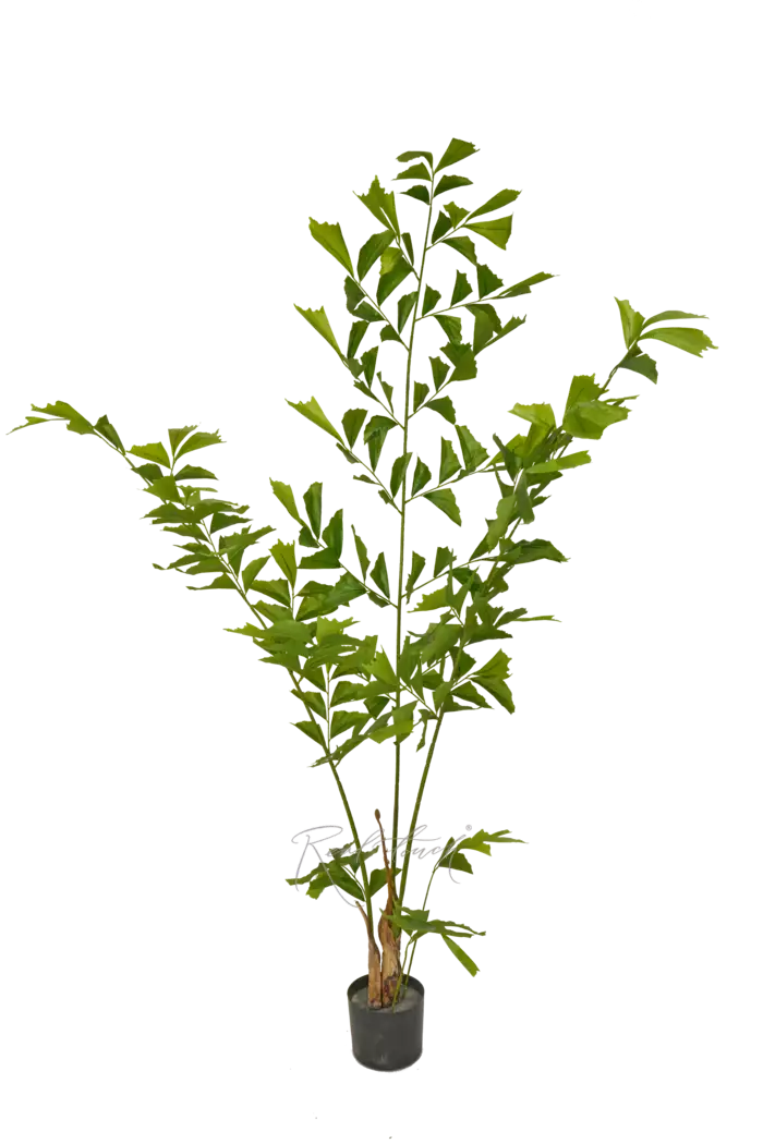 Пальма Кариота 200см - Зеленый