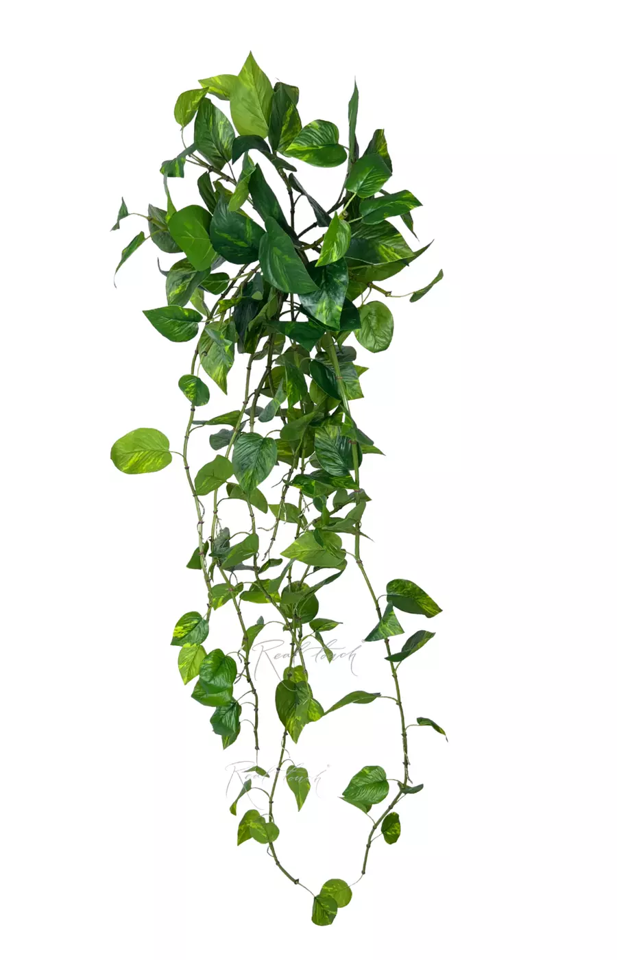 Эпипремнум Золотистый Premium куст 115см - Зеленый
