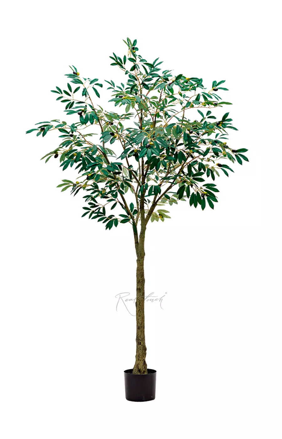 Олива Leccino 180см - Зеленый