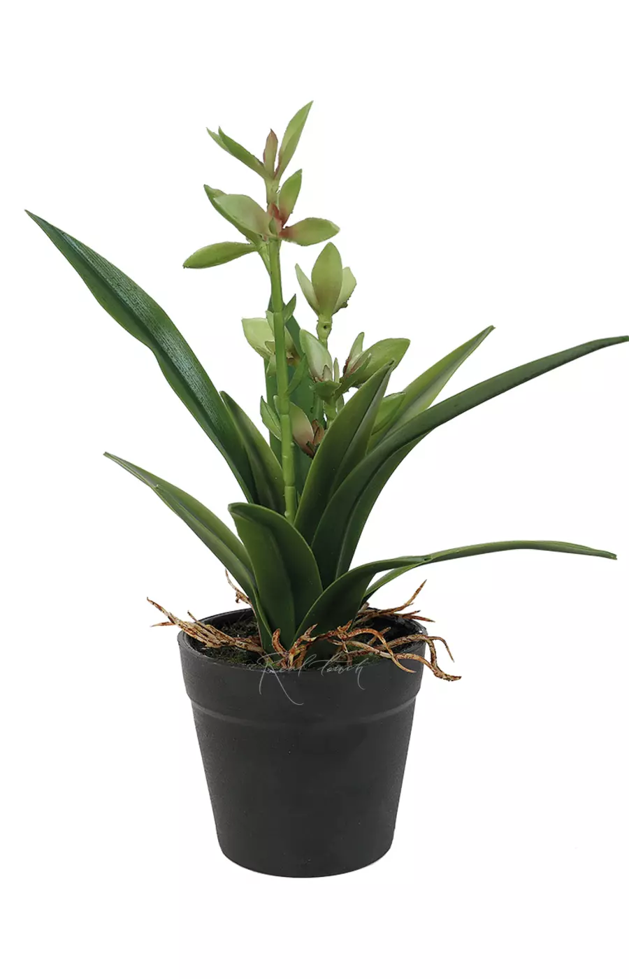 Куст юкки малыш с ростками в кашпо (24см) - Зеленый Куст юкки малыш с ростками в кашпо (24см) - Зеленый