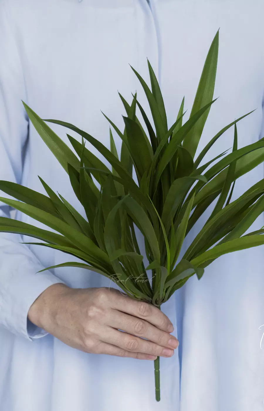 Трава пышная - Зеленый