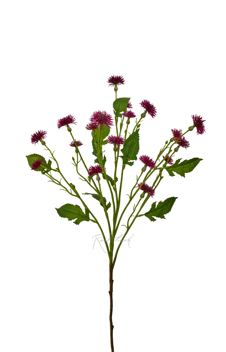 Чертополох малый - Темно-фиолетовый