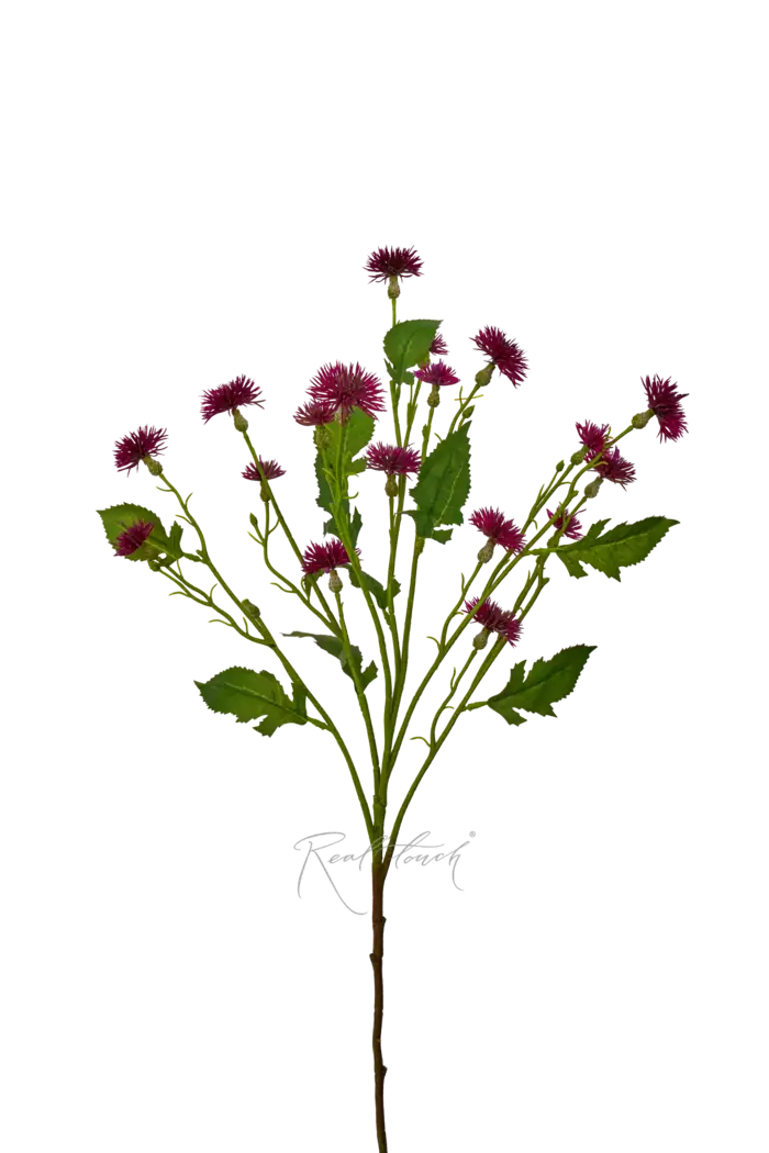 Чертополох малый - Темно-фиолетовый