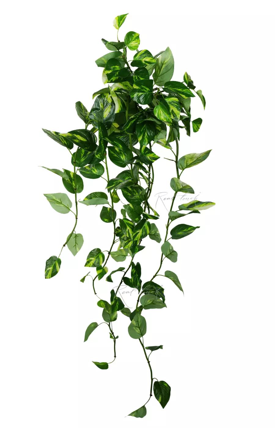 Эпипремнум Золотистый Premium куст 115см с УФ-защитой - Бело-зеленый