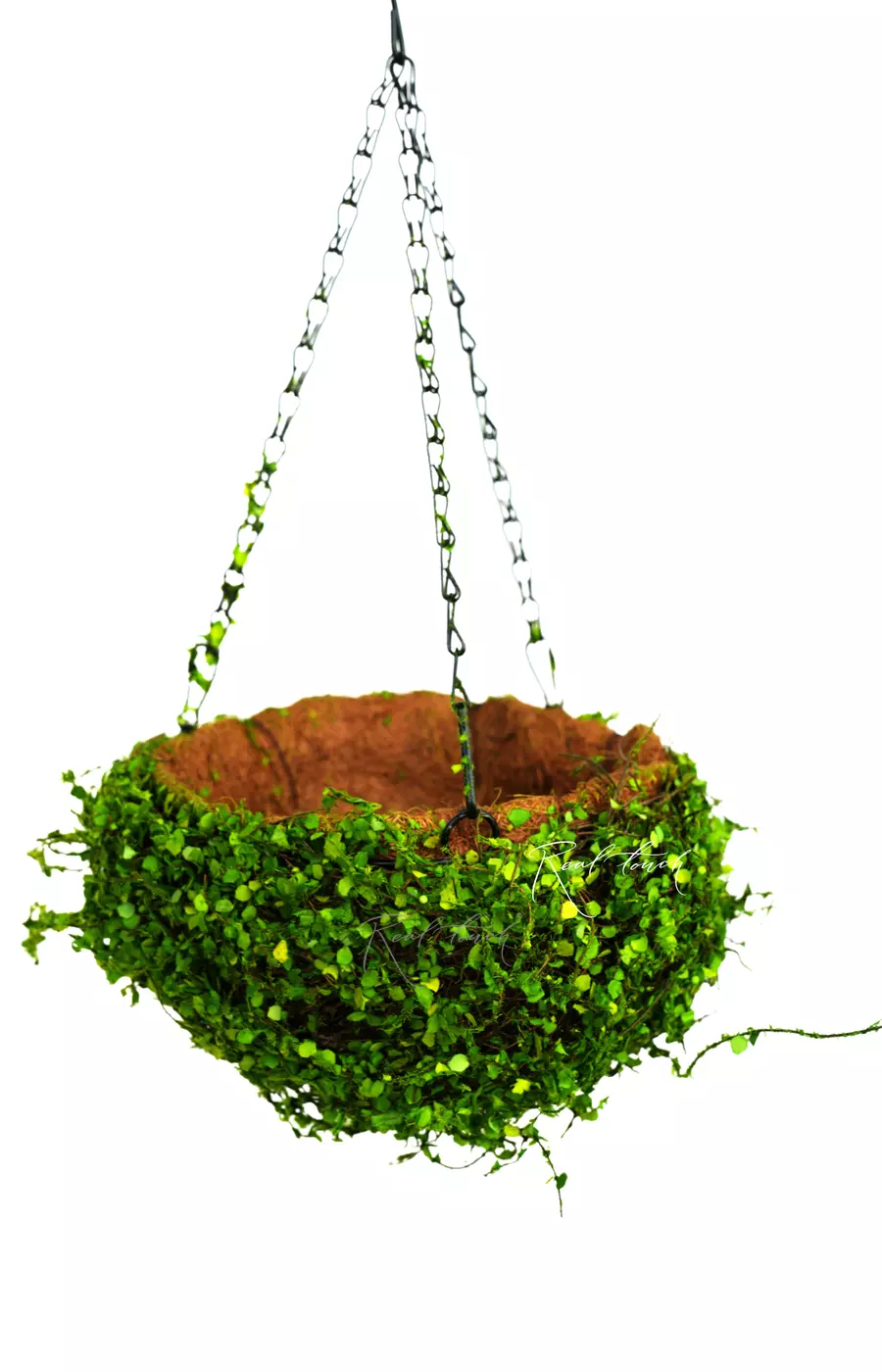 Подвесное кашпо Полусфера (мюленбекия) D25 - Зеленый