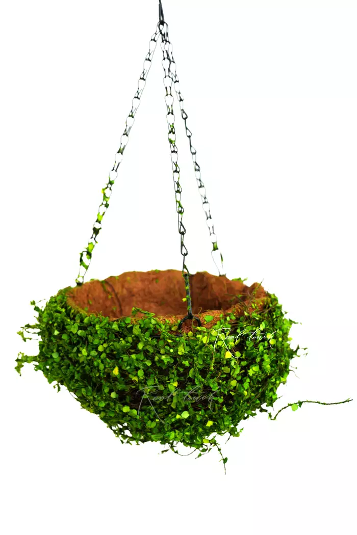 Подвесное кашпо Полусфера (мюленбекия) D25 - Зеленый