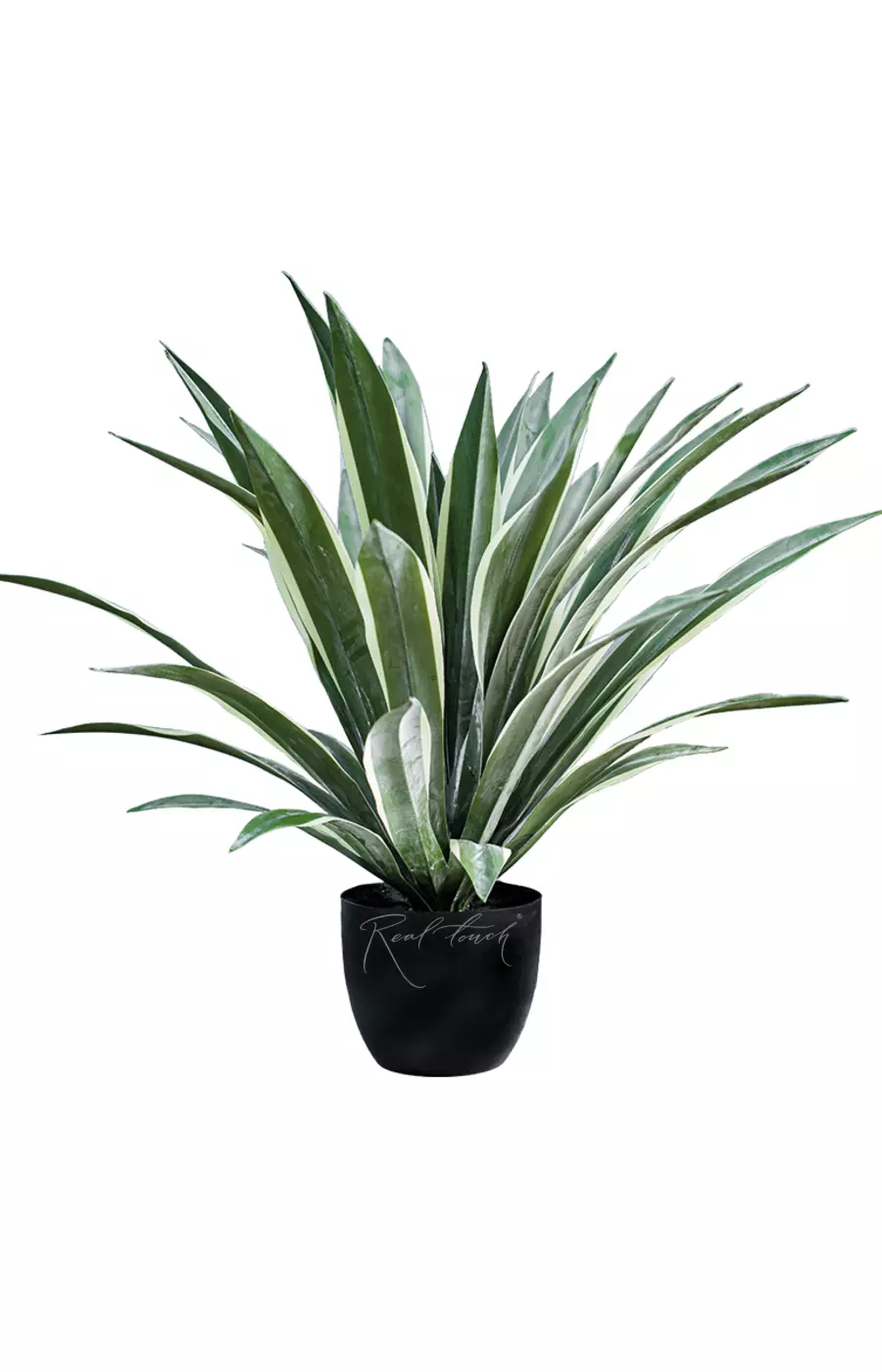 Юкка глариоза из 47 листьев в кашпо (75 см) - Зеленый Юкка глариоза из 47 листьев в кашпо (75 см) - Зеленый