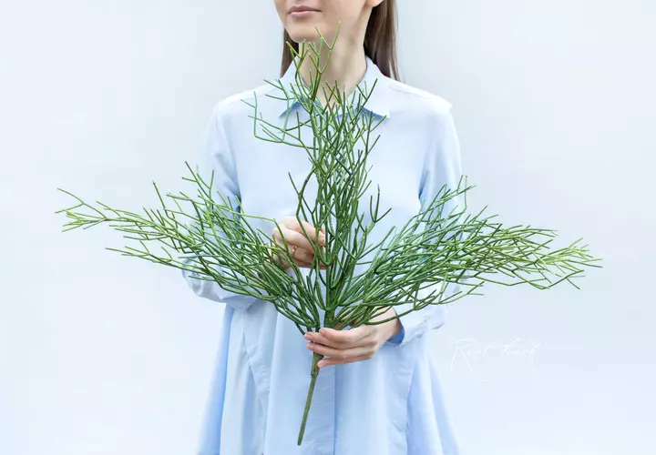 Куст рипсалиса средний - Зеленый